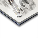 Mudpuppy Menabranchus lateralis and Greater siren Siren lacertina Acrylic print