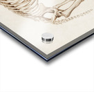 Mudpuppy Menabranchus lateralis and Greater siren Siren lacertina Acrylic print