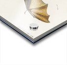 Bat Roufsette Acrylic print