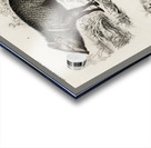 Pecari and Sus scropha Acrylic print