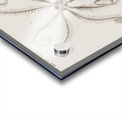 Comatula Mediterranea Acrylic print