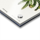 Carrion-flower Stapelia variegata Acrylic print