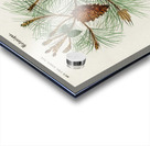 Martime pine Pinus maritima Acrylic print