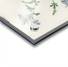 Plumbago Capensis Acrylic print