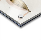 Different types of fishes Acrylic print