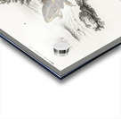 Oval frog Engystoma ovale and Green toad Bufo viridis Acrylic print