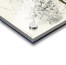 Ring-neckrd pheasant Phasianus colchicus Acrylic print