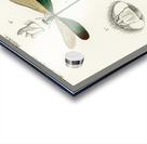 Different types of dragonflies Acrylic print