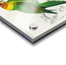 Different types of birds Acrylic print