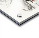 Delphinus delphis Acrylic print