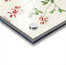 Indigofera procumbens Acrylic print