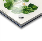 Astrapoea Wallichii Acrylic print