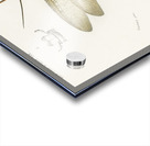 Eastern dobsonfly Corydalus cornutus Acrylic print