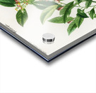 Lemon Citrus Limonium Acrylic print