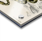 Rattlesnake Crotale and Saharan horned Viper Cerastes Acrylic print