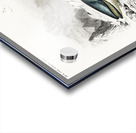 Balaenoptera rorqual Acrylic print