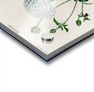 ictionnaire Universel D histoire Naturelle D Orbi 1694478892.938 Acrylic print