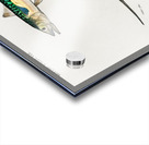 Different types of beetles Acrylic print