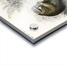 Raccoon Procyon lotor Acrylic print