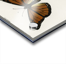 Amphisbaena fuliginosa spotted worm lizard Typhlops lumbricalis blind snakes Vropeltis Philippinus shield tail snakes Acrylic print