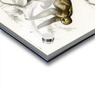 Three-toed Sloth Bradypus ustus and Aye-aye Cheiromys madagascariensis Acrylic print