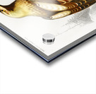 Eastern imperial eagle Aquila heliaca Acrylic print