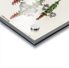 Strobilanthes sabiniana Impression Acrylique