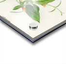 Strobilanthes sabiniana Acrylic print