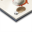 Different types of mollusks Acrylic print