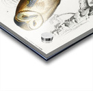 Different types of birds Acrylic print