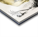 Camel Camelus Acrylic print