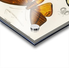 Collection of moths Acrylic print