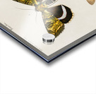 Different types of moths Acrylic print