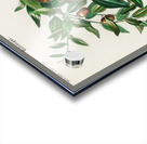 Jujube red date Ziziphus vulgaris Acrylic print