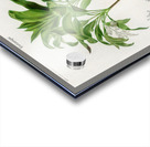 Dracaena brasiliensis Acrylic print