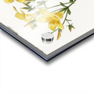 Yellow flax Linum glandulosum Acrylic print