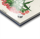 Brazilian gloxinia or Florist gloxinia Gloxinia caulescente Acrylic print