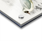 Different types of birds Acrylic print