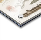 Different types of marine life Acrylic print