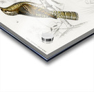 Different types of birds Acrylic print