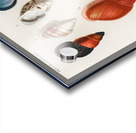 Different types of mollusks Impression Acrylique