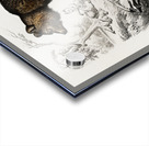 Brown Bear Ursus Arctos Acrylic print