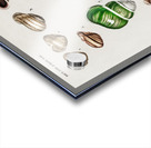 Different types of mollusks Acrylic print