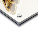 Emporor moths Acrylic print