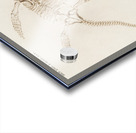 Plesiosaurus Acrylic print