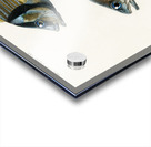 Porkfish Pristipoma virginianum and Shade-fish Sciaena aquila Acrylic print