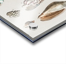 Different types of mollusks Acrylic print