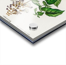 Empress tree Paulownia imperialis Acrylic print