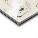 Different types of insects Acrylic print