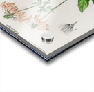 Dodecatheon meadia Acrylic print